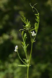 Image result for Fuirena hirsuta