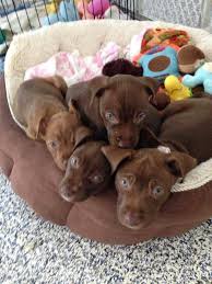 There are two boys and one girl. Pitbull Lab Mixed Puppies Pitbull Lab Mix Puppy Lab Mix Puppy Lab Pit Mix Dog