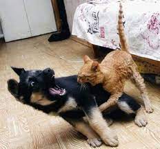 Cat Attacking Dog Cute Cats And Dogs Funny Dogs Funny Cute