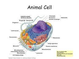 Check spelling or type a new query. Animal Cell Plant Cell Cell Membrane Outer Boundary In Plants Animals Structure Phospholipid Bilayer Hydrophilic Heads Hydrophobic Tails Contains Ppt Download