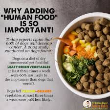 To Help Avoid Cancer Feed Your Dog Greens Yellow Orange Vegetables 3x A Week Dog Food Recipes Healthy Dog Food Recipes Make Dog Food