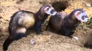 Flora y fauna de asturias. Fauna Asturiana Youtube
