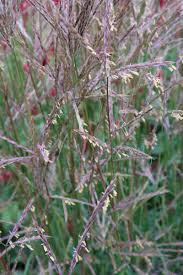 Image result for Andropogon ligulatus