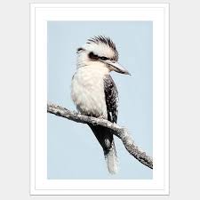 Kookaburra — fue un modelo de cohete sonda australiano de dos etapas y propulsado. Kara The Kookaburra Iconiko