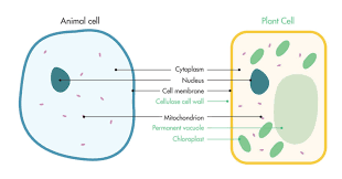 A plant cell also contains structures not found in an animal cell. The Affect Of Roasting And Grinding On Cell Structure Beanscene