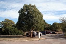 Bien des gens accusent les poids lourds d'user les routes et d'être un peu responsable de l'effondrement du pont de morandi. Var Plaquedecocher Fr