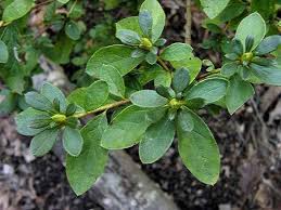 Pin On White Azaleas