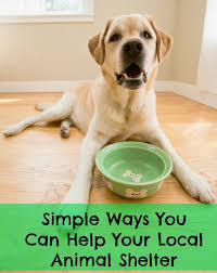 Simple Ways You Can Help Your Local Animal Shelter Dog Food Reviews Best Dog Food All Natural Dog Food