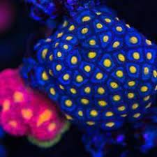 Amazing Aoi Zoas From Our Friends Worldwidecorals Polyplab Polyplabccc Saltwater Tank Deep Sea Life Saltwater Aquarium