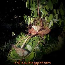 Maybe you would like to learn more about one of these? Beberapa Cara Untuk Menangkap Burung Perkutut Liar On Kicau