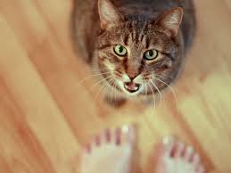 What does attention seeking behavior look like? 7 Reasons For Attention Seeking Behavior In Cats