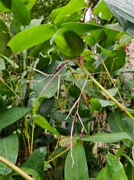 Image result for Marantochloa purpurea