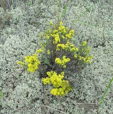 Hudsonia Tomentosa Sand False Heather Woolly Beach Heather Go Botany
