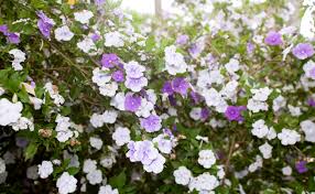 These aesthetically pleasing flowers are a great addition to any bouquet, especially if you're searching for romantic flowers. Yesterday Today Tomorrow Burke S Backyard
