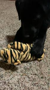 Tiger King Video 2020 Kopek Evcil Hayvanlar Kedi Kopek
