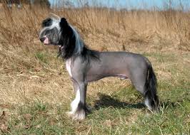 Chinese Naakthond