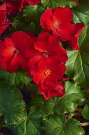 Image result for Begonia macrocarpa