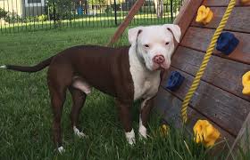 Second chance pitbull rescue, inc (shelter #1123485) x hendry county. Pitbulls In Florida Best Friends Animal Society