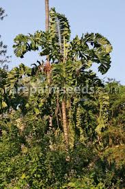 Image result for Aiphanes horrida