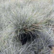 Image result for Festuca