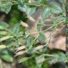 Image result for Micromeria imbricata