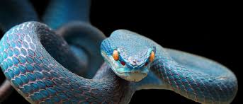 Found throughout the southeastern and central united states, their docile nature and comparatively simple care make them popular pets. Snake Animal Facts Az Animals