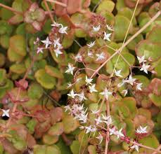 Image result for Secamone punctulata