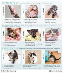 Here, in her exciting hedonism blog, kitten k tells us of her we had reached the heights of hedonism that i didn't know were possible. 15 Extremely Helpful Cat Owner Cheatsheets For Anyone Considering Adopting A Cat Kitten Care Newborn Kitten Care Baby Kittens