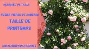 Pierre de ronsard ® meiviolin est devenu depuis son lancement par meilland le rosier préféré de nombreux jardiniers. Rosier Pierre De Ronsard Taille De Printemps Monjardindansleslandes Youtube