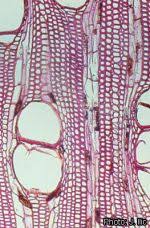 Image result for Pycnanthus