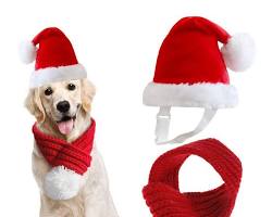dog wearing a Santa hat and a scarfの画像