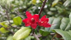 Image result for Ochna confusa