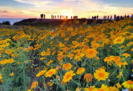 Maybe you would like to learn more about one of these? San Diego Community News Group News And Community Briefs For Ocean Beach And Point Loma