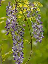 Wisteria is a fangame in the popular manga/anime series demon slayer created by koyoharu gotouge and this game is created by kidso52. Help My Wisteria Stinks What To Do About A Smelly Wisteria Plant