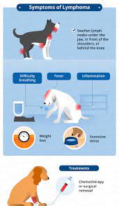 What Causes Swollen Lymph Nodes In Dogs Canna Pet