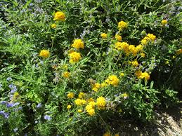 Image result for Eriocoelum