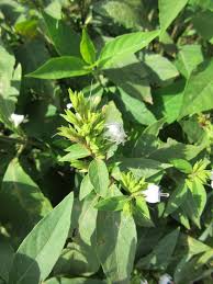 Image result for Hypoestes forskaolii