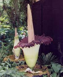 The second best part is they can be kept away easily by doing something you'd do anyways, which is maintaining a flowerbed or garden. Hold Your Nose For Some Of These Foul Smelling Flowers Avas Flowers
