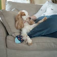 Stay with the animals as they wake up from surgery. Volunteer At Battersea Animal Rescue Battersea Dogs Dog Cat Animal Rescue