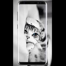 Free download new latest cute white and black cats hd wallpapers background, wide popular kitty images, most download computer pets animals photos and pictures, wildlife, funny cat. Cute Cat Wallpaper Hd For Android Apk Download