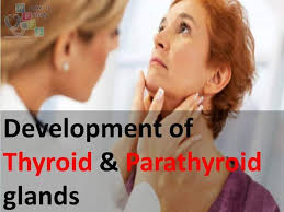Where are thyroid hormones stored?