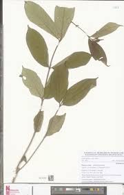 Image result for Heinsia