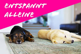 Denn nicht nur für dich, sondern auch für deine mitmenschen kann das bellen nervig werden. Wie Dein Hund Entspannt Alleine Bleibt Hundeschule Frankfurt