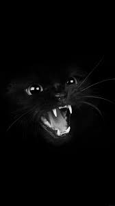 Black And White Kitty Wallpaper Iphone Angry Cat Teeth Black Wallpaper Cat Wallpaper Animal Photography Black Cat