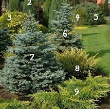 Account Suspended In 2020 Evergreen Landscape Front Landscaping Landscape Design