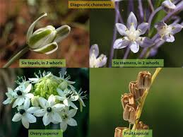Image result for Hyacinthaceae