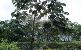 Image result for Cecropia pachystachya