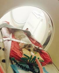 Cats love to sleep and hide in safe places; Exotic Animal Department Central Hospital For Veterinary Medicine