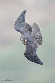 Peregrine Falcon Birds Of Prey Animals Falcon High Speed Dive This Frame Shows A Juvenile Peregrine Falcon In A High Speed Dive These Raptors Animal Spirit Guides Peregrine Falcon Birds In Flight