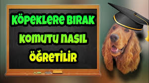 Kopege Hayir Komutu Nasil Ogretilir